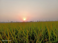  Industrial Land for Sale in Bhadson Road, Patiala