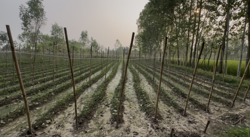  Residential Plot 1634 Sq. Yards for Sale in Biharigarh, Saharanpur