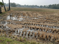  Agricultural Land for Sale in Puruna Bazar, Bhadrak