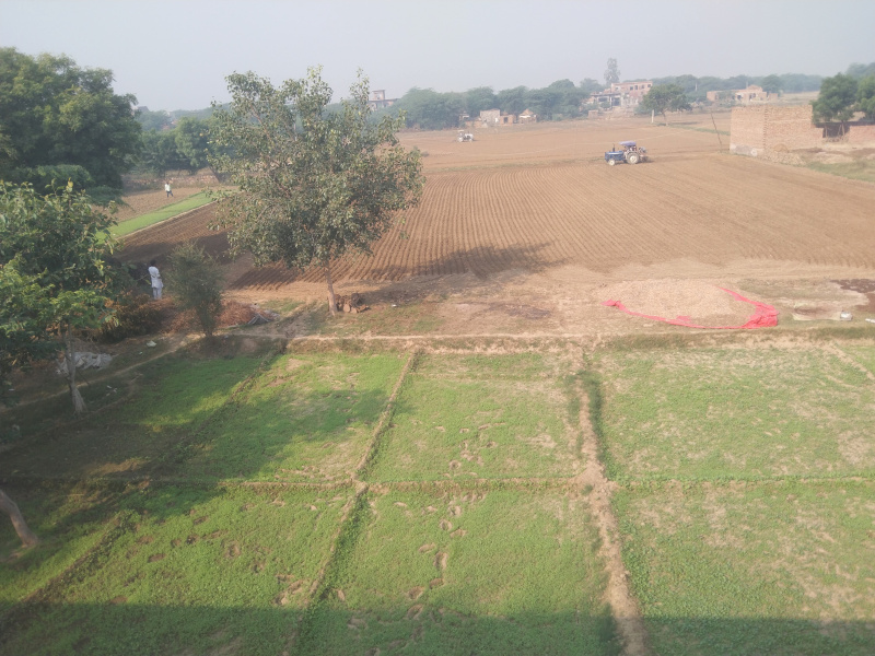  Agricultural Land 15 Bigha for Sale in Asaoti, Faridabad