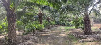  Agricultural Land for Sale in Jangareddygudem, West Godavari
