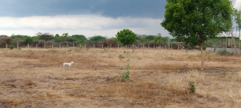  Agricultural Land 25 Cent for Sale in Eliyarpatthy, Madurai