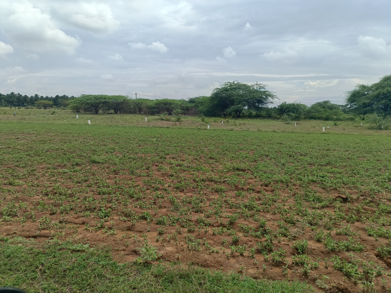  Agricultural Land 25 Cent for Sale in Eliyarpatthy, Madurai