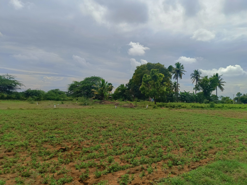  Agricultural Land 25 Cent for Sale in Eliyarpatthy, Madurai