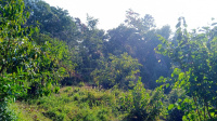  Agricultural Land for Sale in 8th Mile, Kalimpong