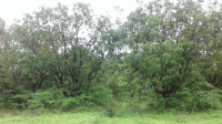  Agricultural Land for Sale in Devgad, Sindhudurg