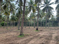  Agricultural Land for Sale in Marakkanam, Villupuram