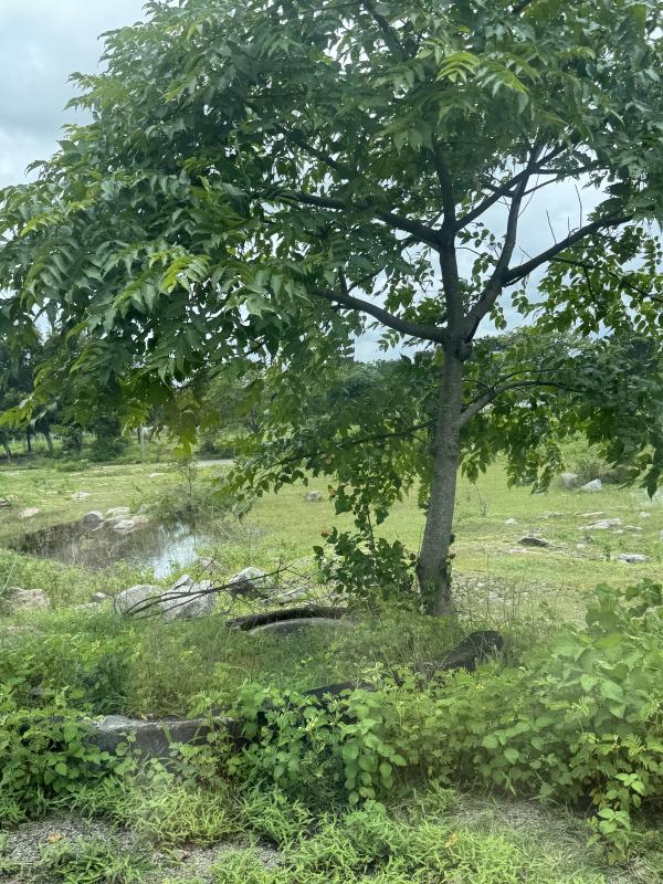  1210 Sq. Yards Residential Plot for Sale in Narayankhed, Sangareddy