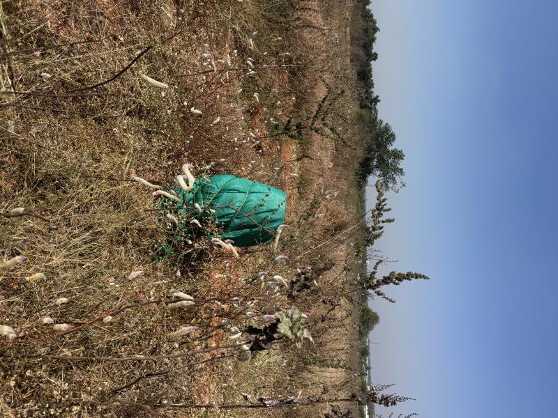  36 Guntha Commercial Land for Sale in Jogipet, Medak