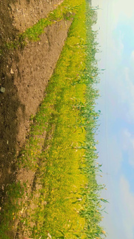  Agricultural Land for Sale in Chitguppa, Bidar