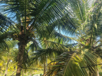  Agricultural Land for Sale in Tumakuru, Bangalore