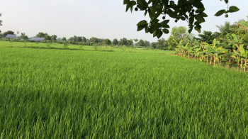  Agricultural Land for Sale in Dongragarh, Rajnandgaon