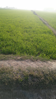  Agricultural Land for Sale in Dhaulana, Hapur
