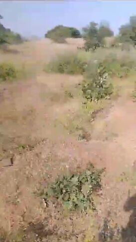  Agricultural Land 100 Acre for Sale in Gogawan, Khargone