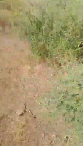  Agricultural Land 12 Acre for Sale in Gogawan, Khargone