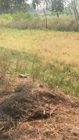  2 Acre Agricultural/Farm Land for Sale in Kasrawad, Khargone