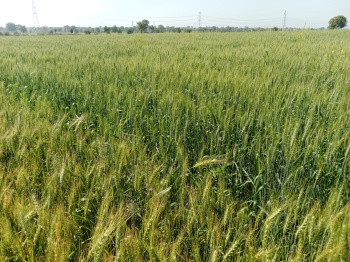  Agricultural Land for Sale in Ujjain Road, Indore