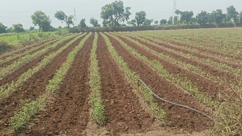  Agricultural Land 6 Acre for Sale in Bhikangaon, Khargone