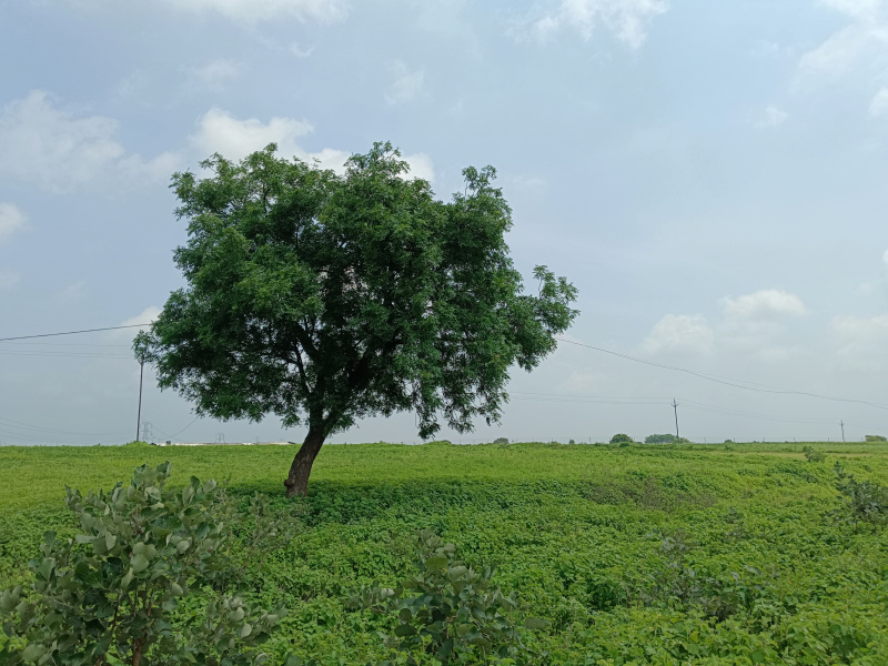  Agricultural Land 13 Acre for Sale in Gogawan, Khargone