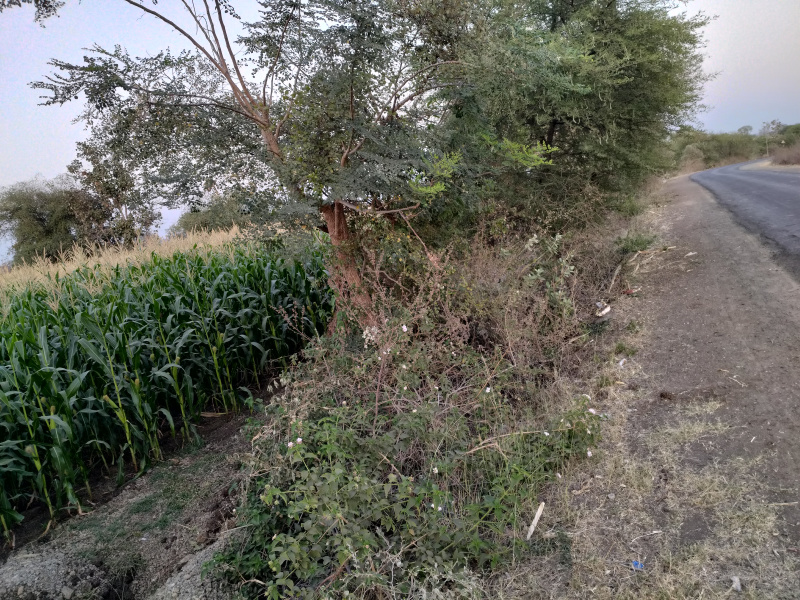 Agricultural Land 30 Acre for Sale in Barwaha, Khargone