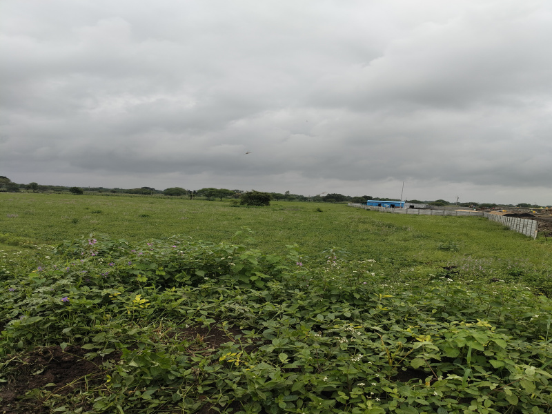 25 Bigha Agricultural/Farm Land for Sale in Sardarpur, Dhar
