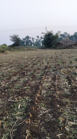  38 Acre Agricultural/Farm Land for Sale in Bhikangaon, Khargone