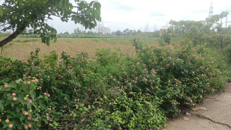  Residential Plot 4000 Sq.ft. for Sale in Marsua, Nalanda