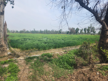  Agricultural Land for Sale in Bilari, Moradabad