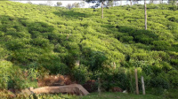  Residential Plot for Sale in Kotagiri, Ooty