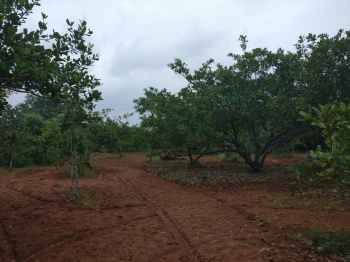  Agricultural Land for Sale in Alangudi, Pudukkottai