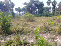  Agricultural Land for Sale in Devarapalli, Visakhapatnam
