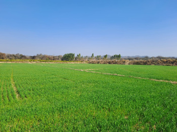  Agricultural Land for Sale in Banchari, Palwal