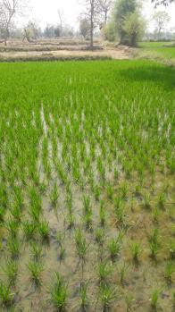 Agricultural Land for Sale in Kosi, Mathura