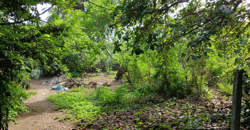  Residential Plot 31 Guntha for Rent in Mahim Road, Palghar