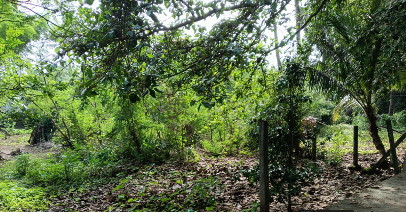  Residential Plot 31 Guntha for Rent in Mahim Road, Palghar