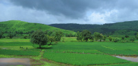  Agricultural Land for Sale in Ratia, Fatehabad