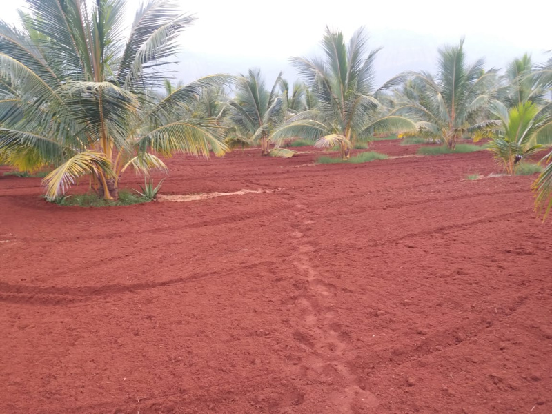  Agricultural Land 950 Acre for Sale in Kalakkad, Tirunelveli