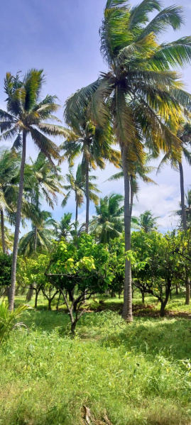  Agricultural Land 84 Acre for Sale in Tenkasi, Tirunelveli