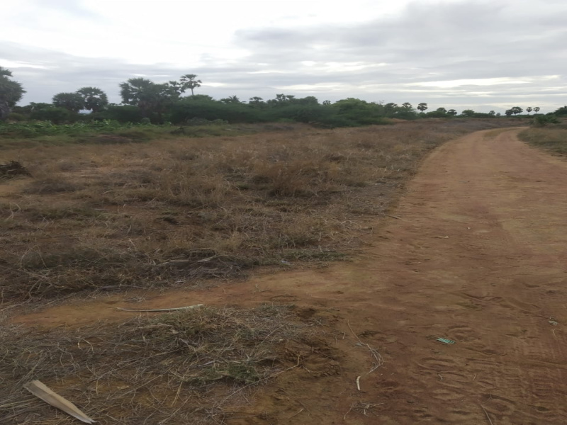  Agricultural Land 208 Acre for Sale in Tenkasi, Tirunelveli