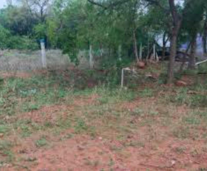  40 Acre Agricultural/Farm Land for Sale in Naranammalpuram, Tirunelveli