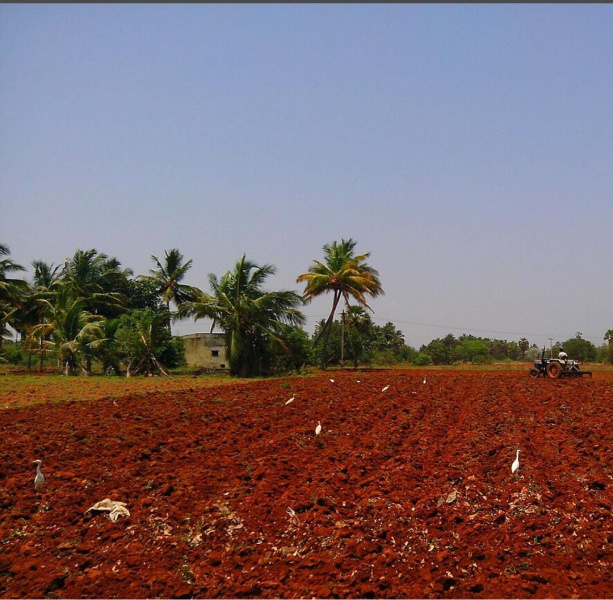  Agricultural Land 440 Acre for Sale in Mahilchi Nagar, Tirunelveli