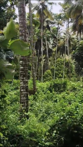  288 Acre Agricultural/Farm Land for Sale in Munnar, Idukki