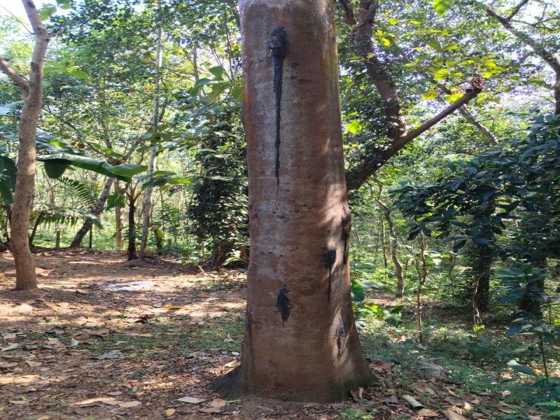  50 Acre Agricultural/Farm Land for Sale in Manimutharu, Tirunelveli