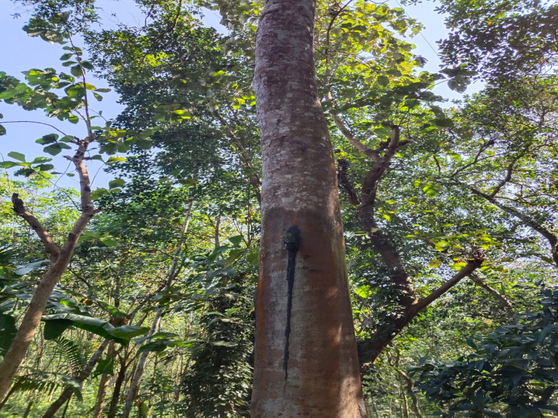  50 Acre Agricultural/Farm Land for Sale in Manimutharu, Tirunelveli