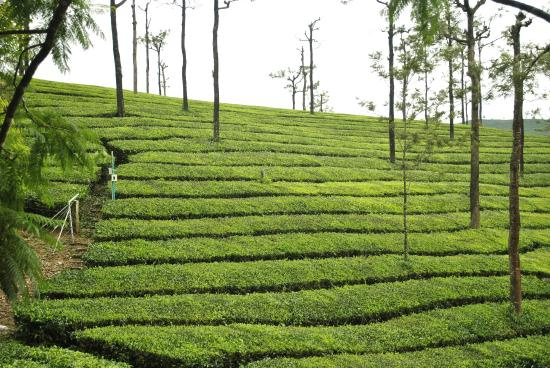  560 Acre Agricultural/Farm Land for Sale in Coonoor, Ooty