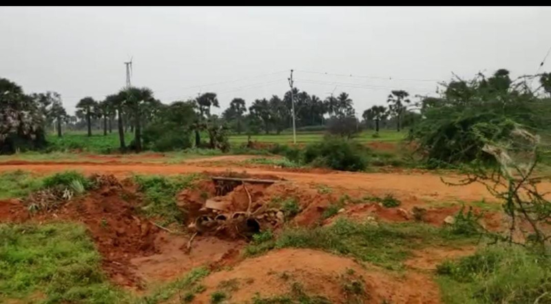  Agricultural Land 40 Acre for Sale in Panagudi, Tirunelveli