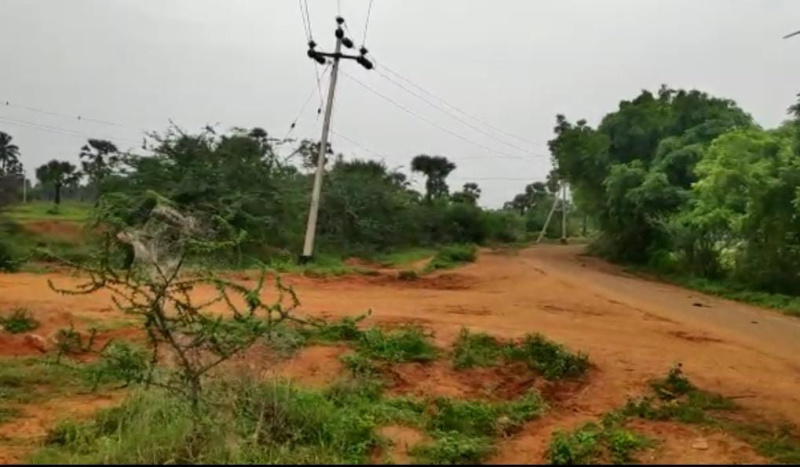  Agricultural Land 40 Acre for Sale in Panagudi, Tirunelveli