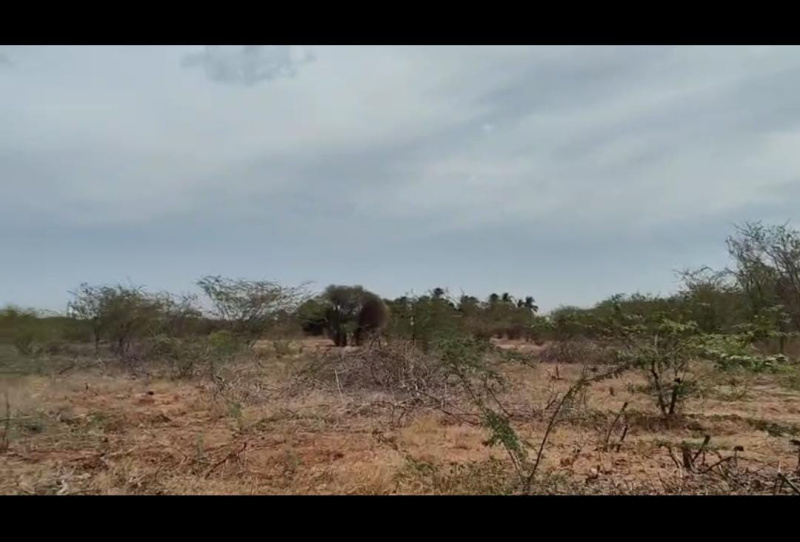  Agricultural Land 50 Acre for Sale in Moolakaraipatti, Tirunelveli