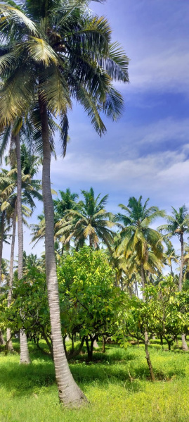  Agricultural Land 5 Acre for Sale in Tenkasi, Tirunelveli