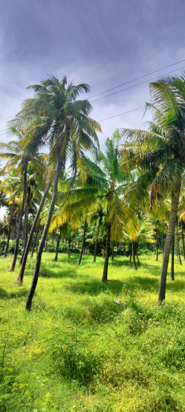  Agricultural Land 5 Acre for Sale in Tenkasi, Tirunelveli
